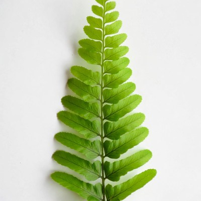 Green Fern Leaf on White Background