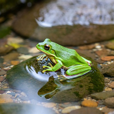 Green tree frog on wet rock