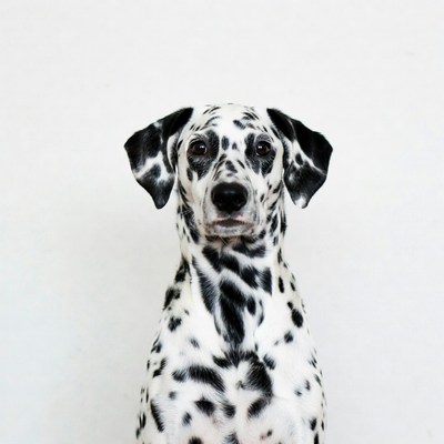 Dalmatian dog on white background
