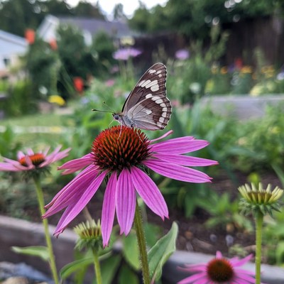 White Admiral Butterfly on Pink Coneflower