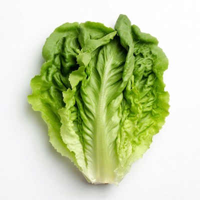 Fresh Green Lettuce Leaf