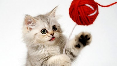 Kitten playing with red yarn
