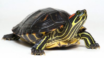 Red-Eared Slider Turtle on White Background
