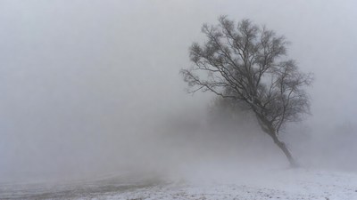 Lonely Tree in Snowy Fog