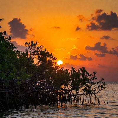 Sunset over Mangrove Trees