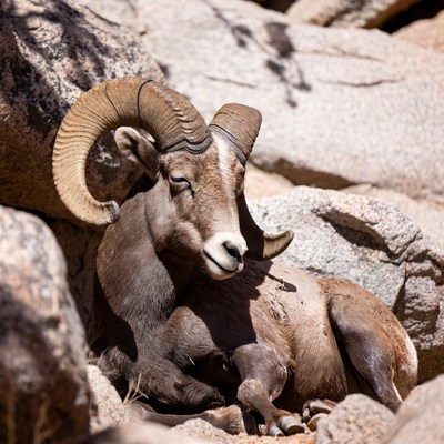 Bighorn sheep on rocky mountain