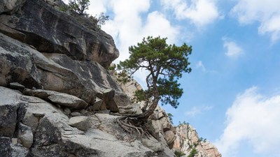 Pine tree on rocky cliff