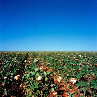 Cotton Field Under Blue Sky