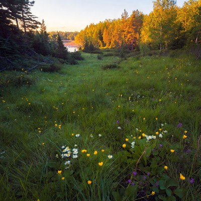 Autumn Forest Meadow by Lake