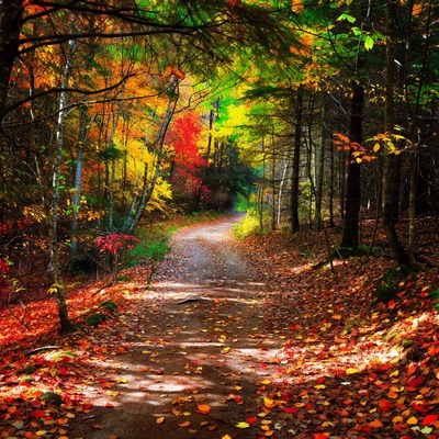 Autumn Forest Path with Colorful Trees