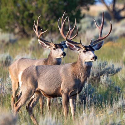 Two Mule Deer Bucks in Grassland