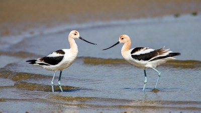 Two Black-winged Stilts Touching Bills