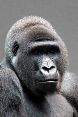 Close-up of silverback gorilla face