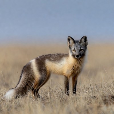 Arctic Fox Standing in Grass