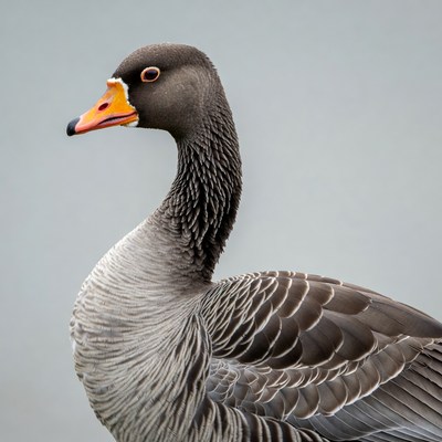 Graylag Goose Profile View