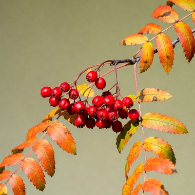 Red Mountain Ash Berries on Autumn Branch