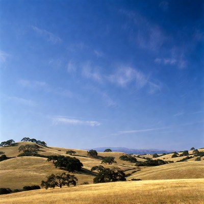 Golden Oak Hills Under Blue Sky