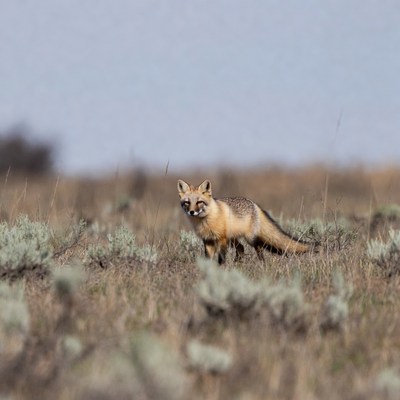 Swift fox in dry grass field