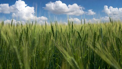 Green Wheat Field Under Blue Sky