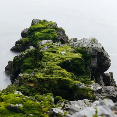 Moss-Covered Rocks in Misty Water