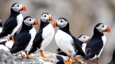Group of Atlantic Puffins on Rocks