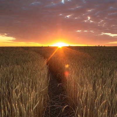 Sunset over wheat field path