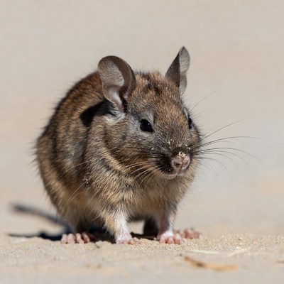 Brown degu standing on sand