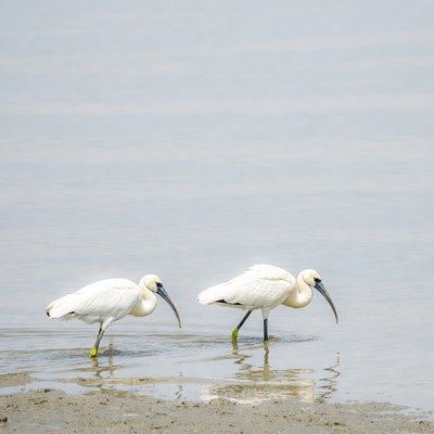Two white ibises wading in water