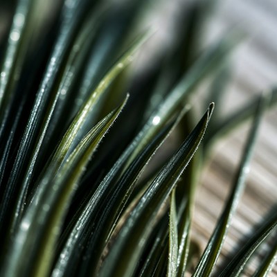 Dewy Green Grass Blades Closeup