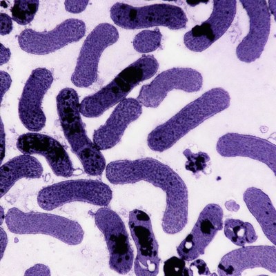 Purple Gram-Negative Bacilli Bacteria