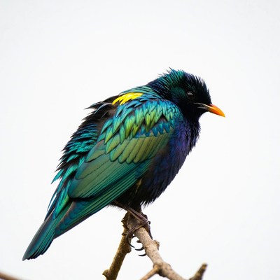 Iridescent Grackle Perched on Branch