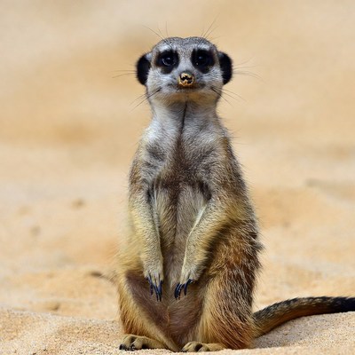 Meerkat standing on sandy ground