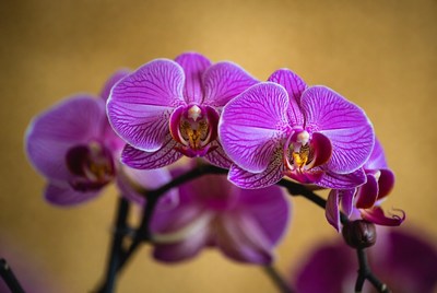 Purple Orchids on Golden Background