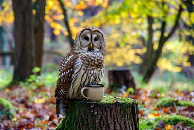 Barred Owl Holding Coffee Cup