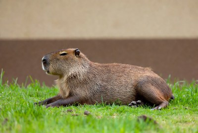 Capybara lying on grass