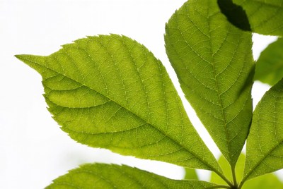 Green maple leaf isolated