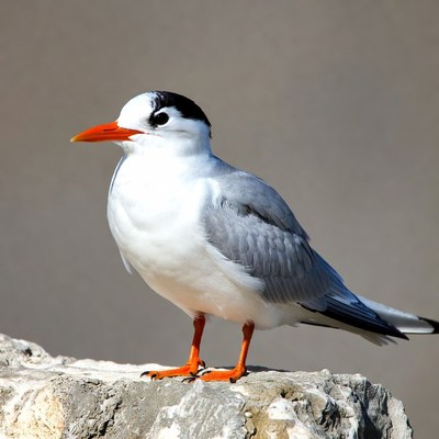 Gull-billed Tern on Rock