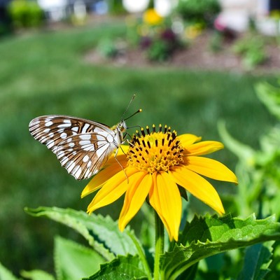 White butterfly on yellow flower