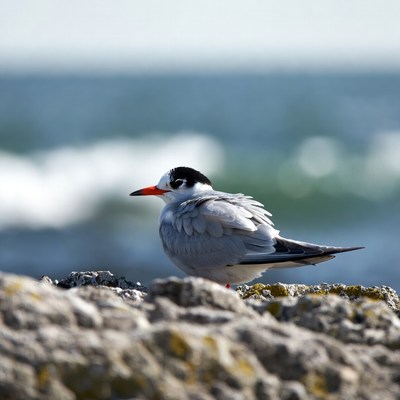 Gull standing on rocks by ocean
