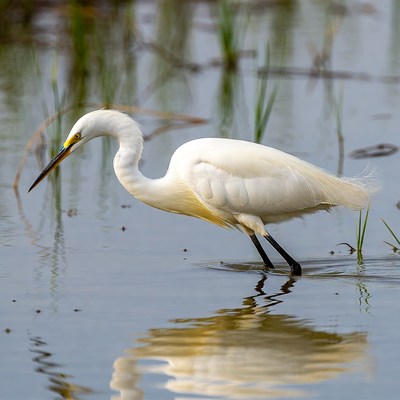 Snowy Egret wading in marsh water