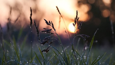 Dewy grass silhouette at sunset