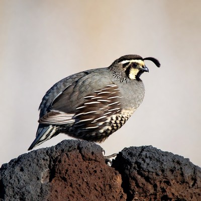 California Quail on Rock