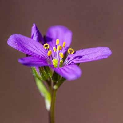 Purple Flower with Yellow Stamens