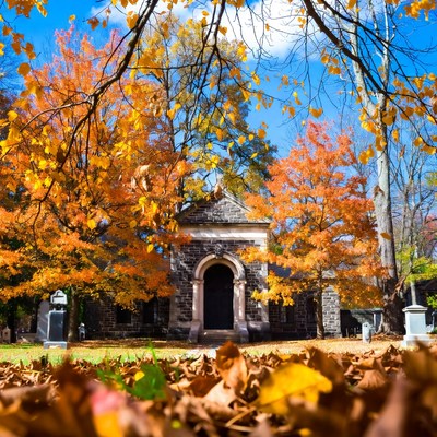 Autumn Cemetery with Orange Trees