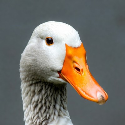 White goose close-up portrait
