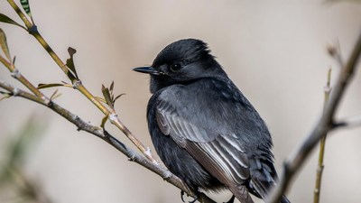 Black phoebe perched on branch
