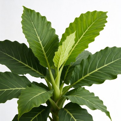 Philodendron Plant with New Leaves