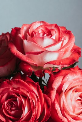 Pink Roses with Water Droplets