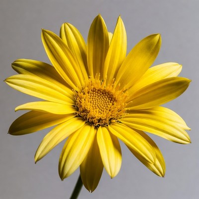 Yellow Gerbera Daisy Flower