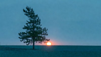 Solitary pine tree at sunset